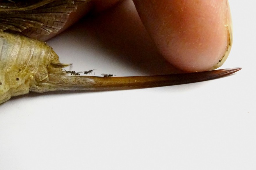 Parasitoid wasps on a female bush cricket