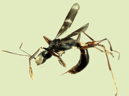 Rapacious parasitoid (Dryinus bruneianus)