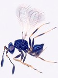 view Fairy fly (Himopolynema), parasitoid wasp