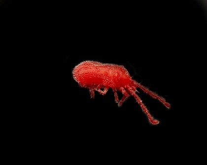 Concrete mite (Balaustium)