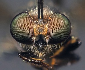 view Robber fly (Asilidae)