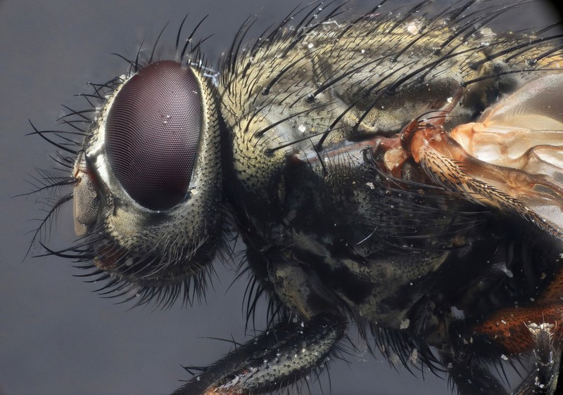 What are flesh flies?