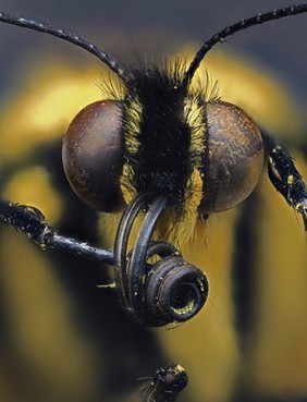 Swallowtail butterfly (Papilio)