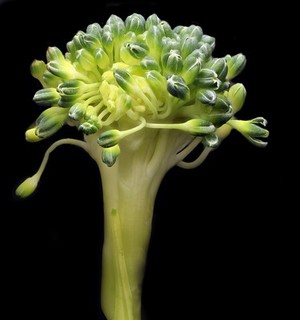 view Broccoli floret