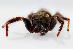 view Male jumping spider (possibly Platycryptus undatus)