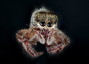 view Brown jumping spider (unknown species)