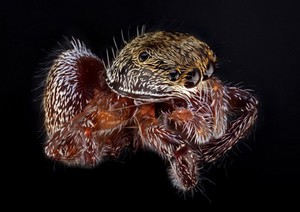 view Brown jumping spider (unknown species)