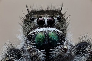 view Jumping spider (Phidippus audax)