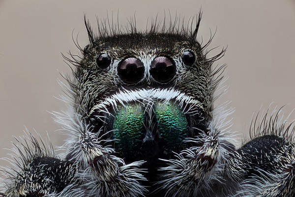 Jumping spider (Phidippus audax)