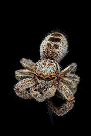 view Orange and white jumping spider (unknown species)