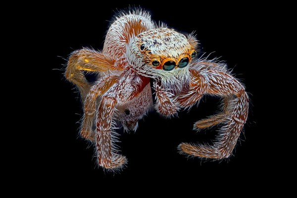 Jumping spider (Hentzia)