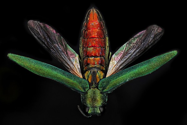 Emerald ash borer (Agrilus planipennis Fairmaire) beetle