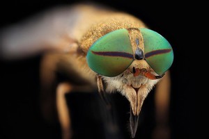 view Horsefly (unknown species)