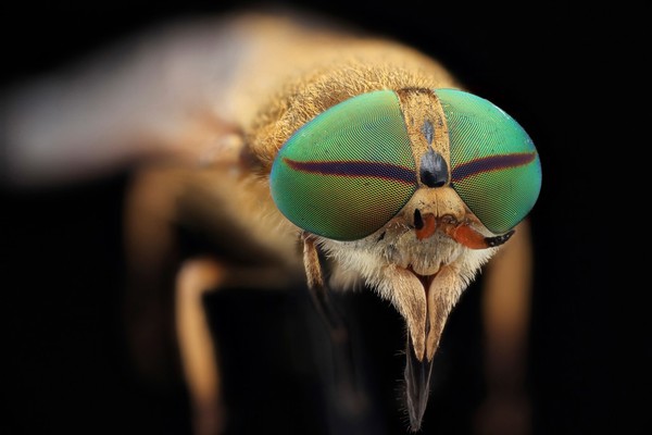 Horsefly (unknown species)