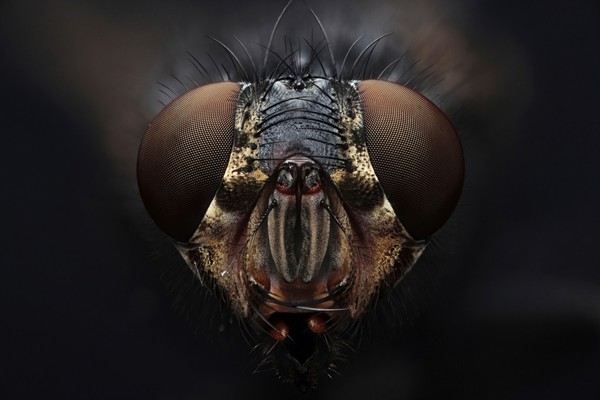 House fly (Musca domestica)