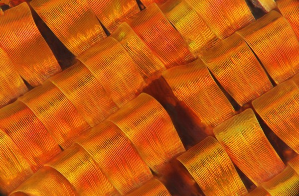 Madagascan sunset moth (Chrysiridia rhipheus) scales.