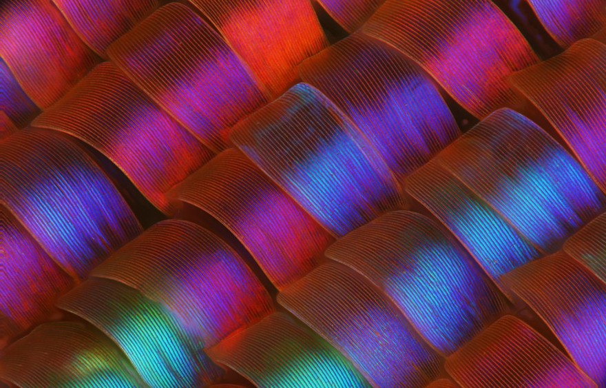 Madagascan sunset moth (Chrysiridia rhipheus) scales