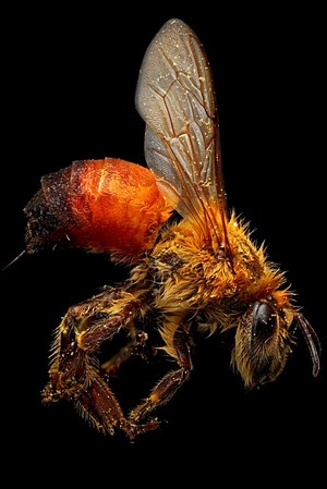 view Honey bee (unknown species)