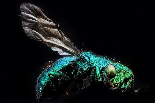 Blue Bee (unknown species)