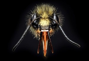 view Bumble bee (Bombus) head