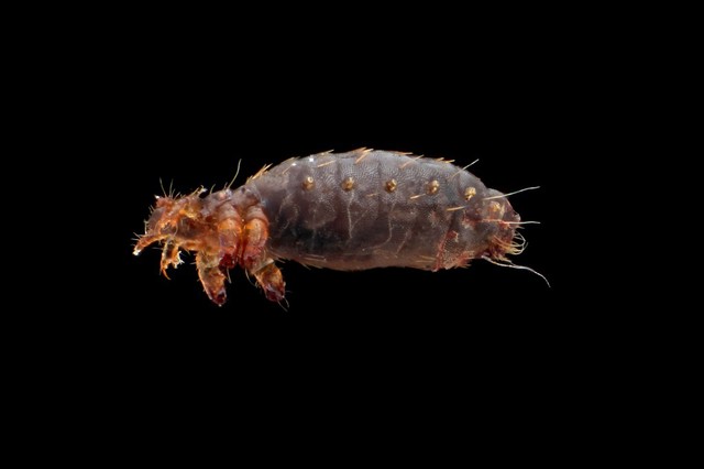 Louse (Pediculus humanus humanus)