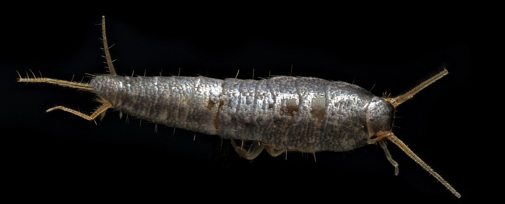 Silverfish (Lepisma saccharina)
