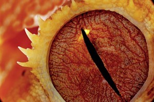 view Crested gecko (Correlophus ciliatus) eye