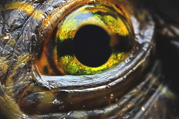 Pond turtle (Emydidae) eye