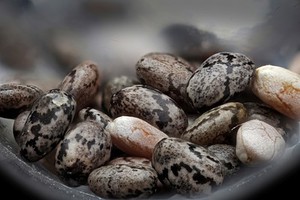 view Chia (Salvia hispanica) seeds