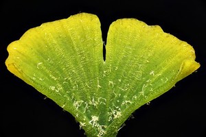 view Ginkgo leaf