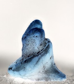 Stingray (Batoidea) tooth