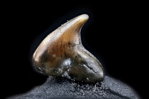 view Great white shark (Carcharodon carcharias) tooth