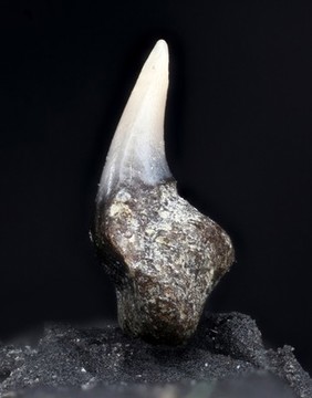 Microfossil shark tooth