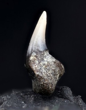 view Microfossil shark tooth