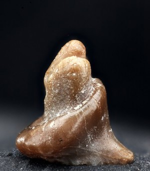 view Shark or ray fossilised tooth