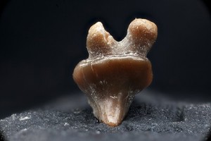 view Stingray or skate (Batoidea) fossilised tooth