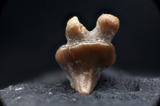 Stingray or skate (Batoidea) fossilised tooth