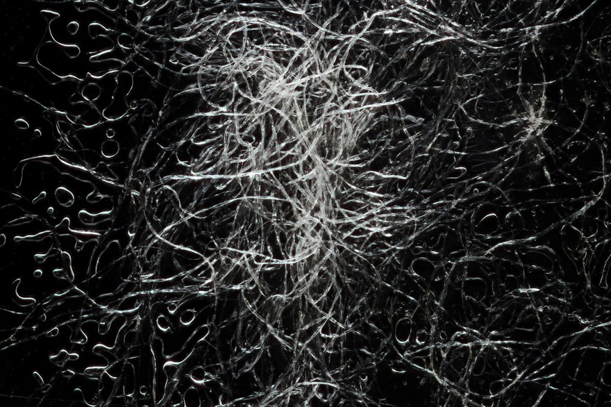 Cotton fibres