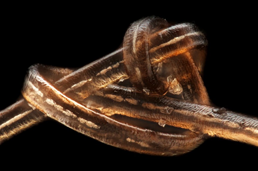 Knot in human blonde hair