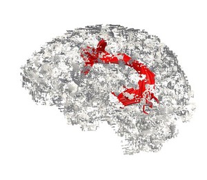 view Processing language, left brain hemisphere (sagittal view)