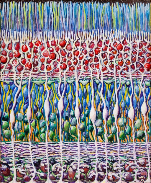 Mueller glial cells in the retina
