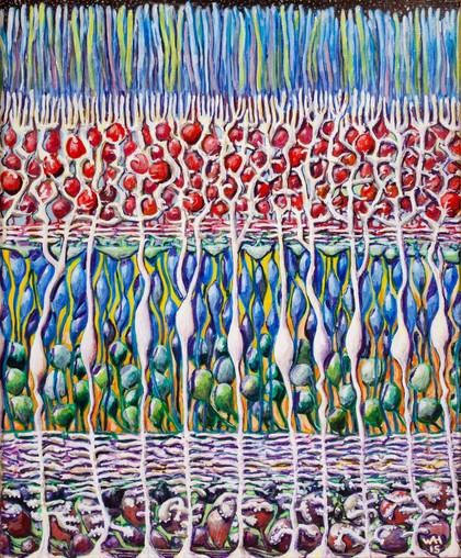 Mueller glial cells in the retina