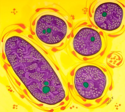 Purple bacteria or purple photosynthetic bacteria are pigmented by bacteriochlorophyll and carotenoids, giving them a colourful range of purples, pinks and oranges. They photosynthesize without producing oxygen as a by-product. This type of bacteria are proteobacteria which are phototrophic (produce their own food via photosynthesis)