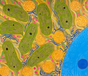 view Chloroplasts in a plant cell, in this case a spinach leaf. Inside the chloroplasts, the stacks of thylakoid membranes are where the action takes place. The dark spots are starch granules. In close proximity are the mitochondria, with curved membranes, and the endothelial reticulum. This system of membranes navigates between the energy producing organelles until it reaches the nucleus, where it also forms the nuclear membranes.