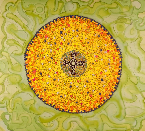 Buttercup root under the microscope