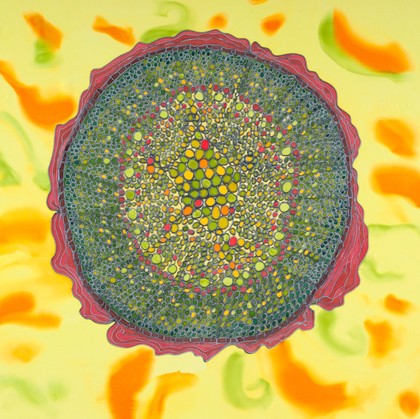 Pine stem under the microscope