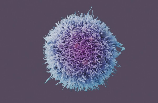 HeLa cell, immortal human epithelial cancer cell line, SEM