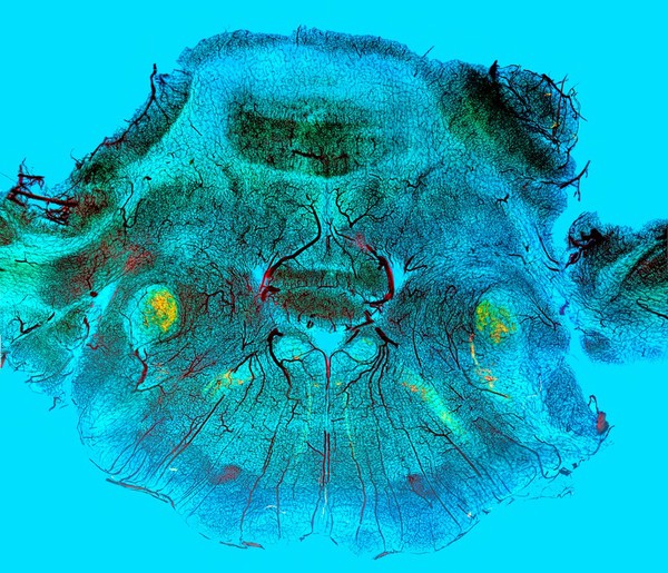 Rabbit cerebellum
