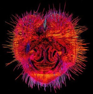 view Mouse nose, transverse section