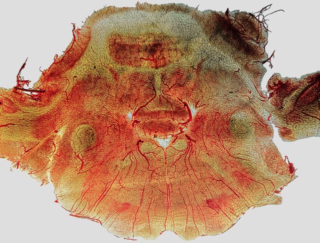 Rabbit cerebellum